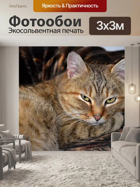 Фотообои Котик