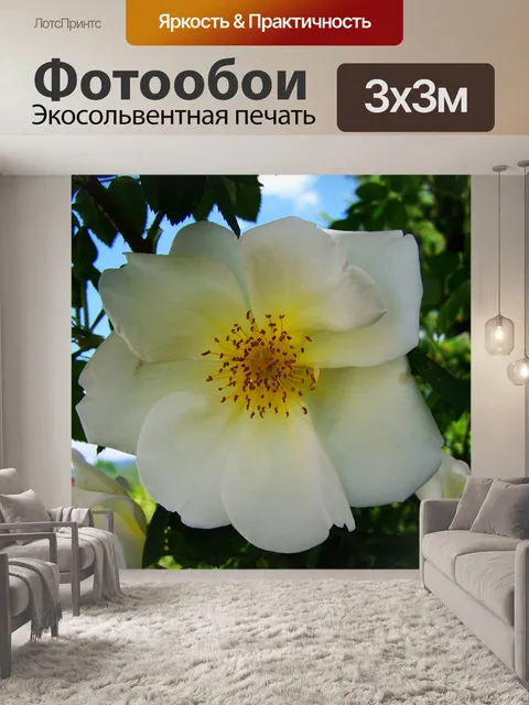 Фотообои Чайная роза