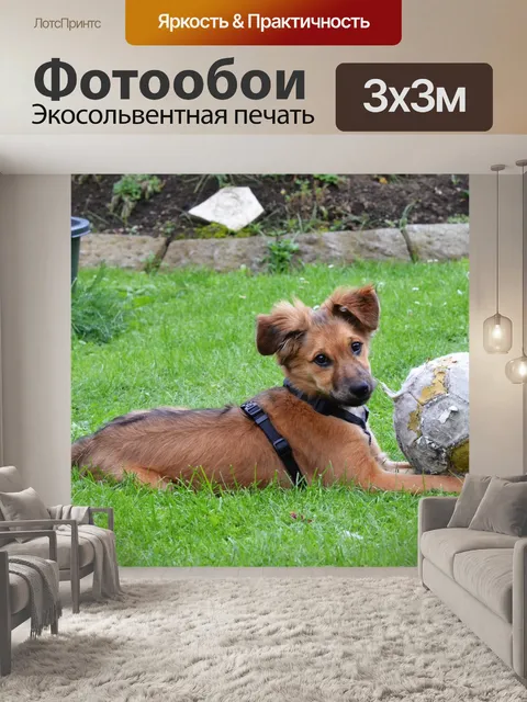 Фотообои Собака