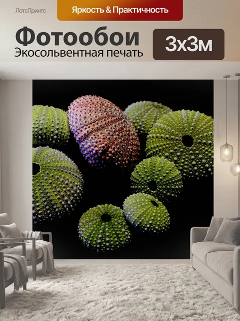 Фотообои Морской еж