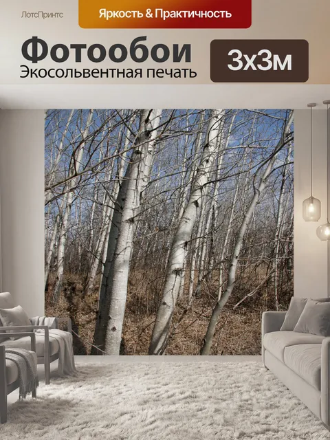 Фотообои Березы лес