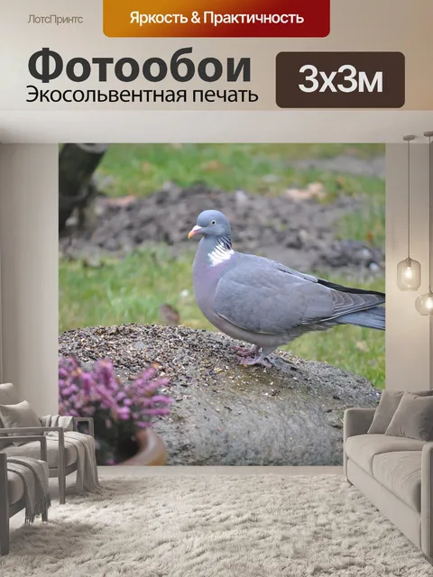 Фотообои Лесной голубь