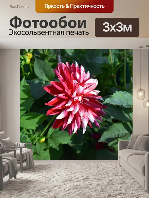 Фотообои Хризантемы 2
