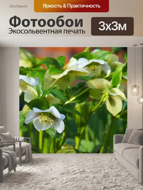 Фотообои Ветреница бланда