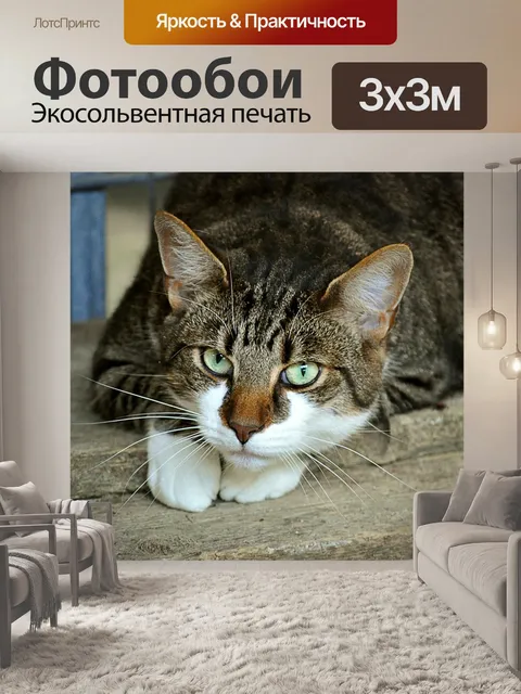 Фотообои Кошачьи глаза