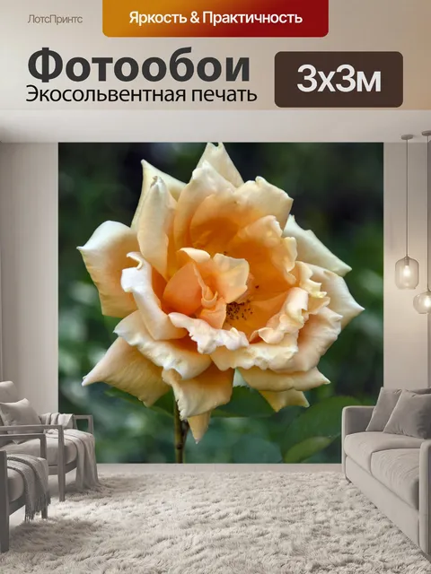 Фотообои цветок розы