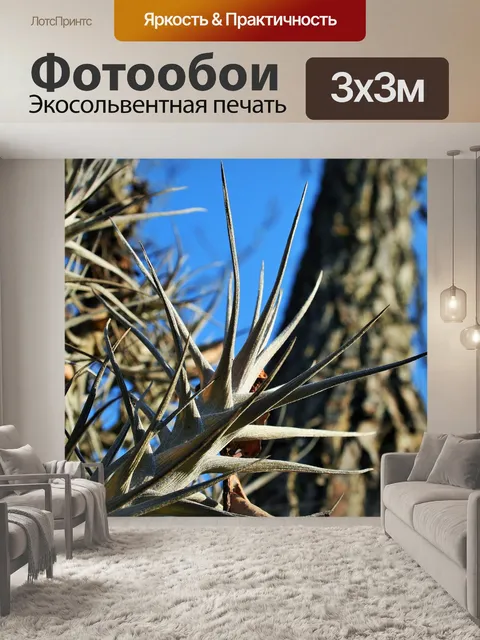 Фотообои Эпифитное растение