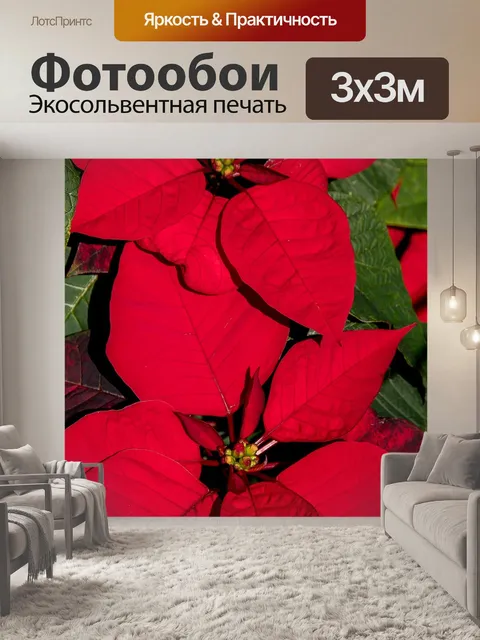 Фотообои Поинсеттиа