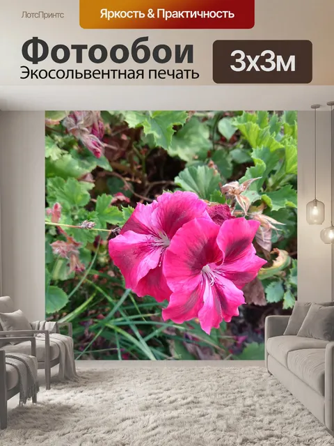 Фотообои Розовая герань 2