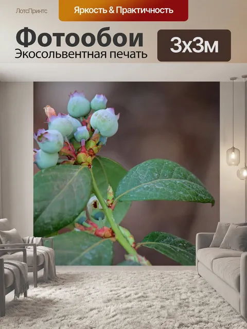Фотообои Созревание черники на ветке