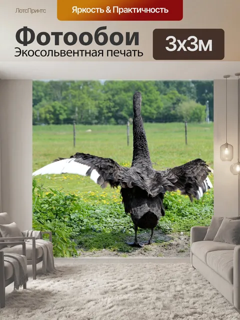 Фотообои Черный лебедь 5 серии, черные крылья 4