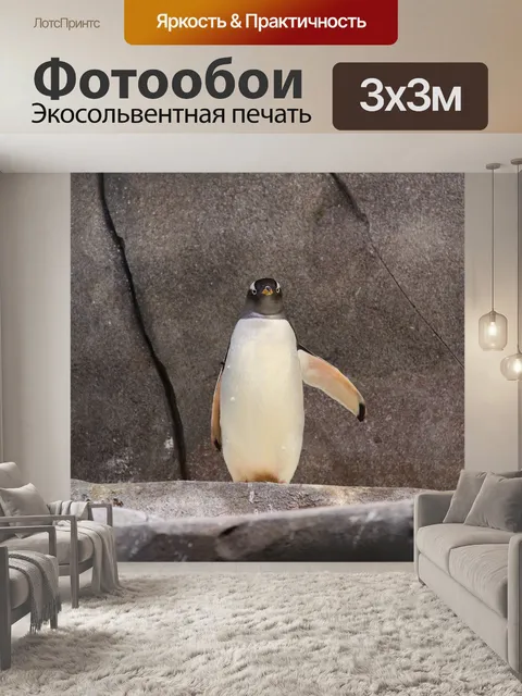 Фотообои Пингвин gentoo