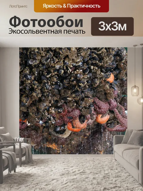 Фотообои Barnacles и starfish