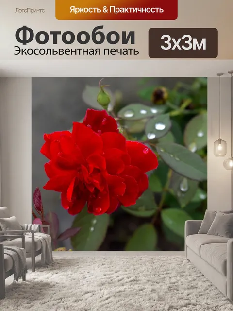 Фотообои Красная роза