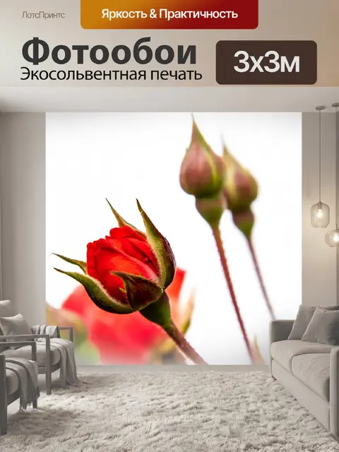 Фотообои Красная роза, цветок