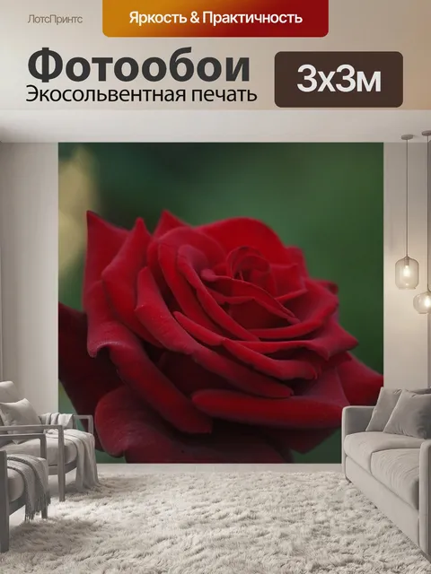 Фотообои Роза