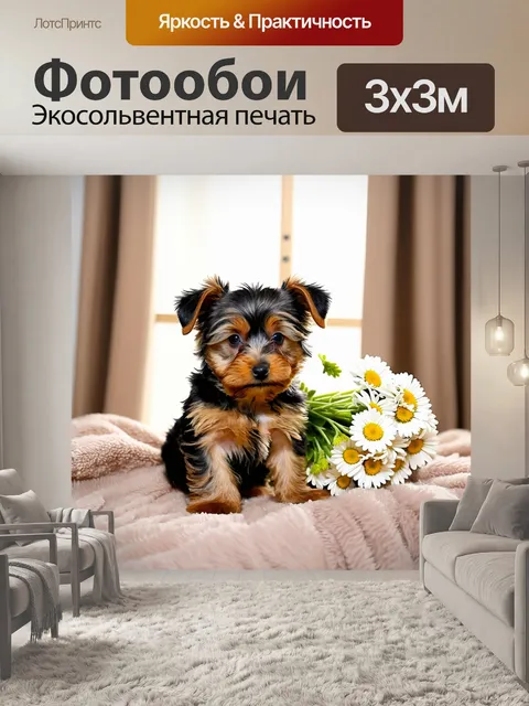Фотообои Щенок йоркширского терьера с букетом белых ромашек на мягком покрывале в солнечной комнате с окном и шторами