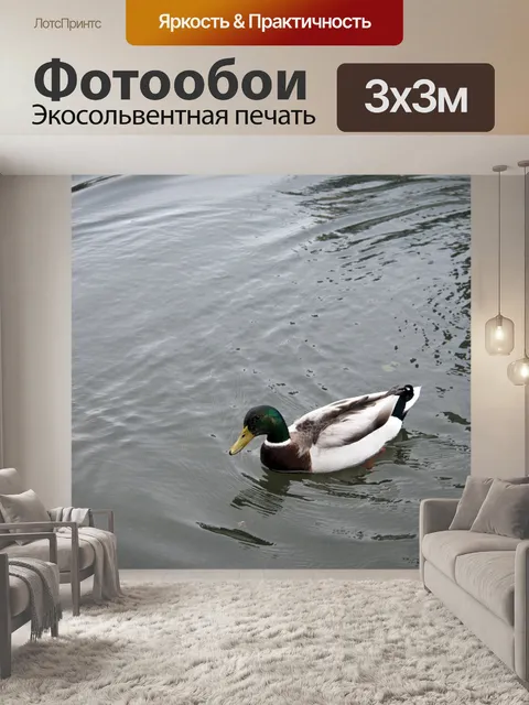 Фотообои мужская маллард-утка