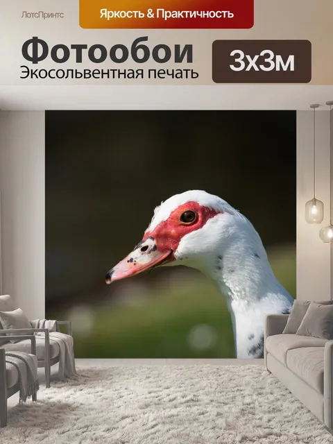 Фотообои Мускусная утка, птица
