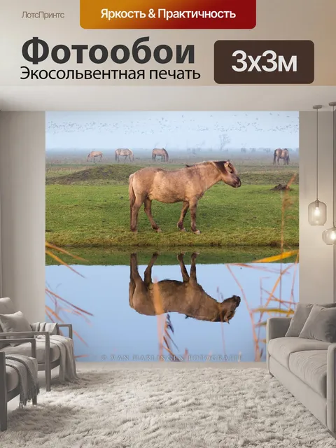 Фотообои Лошади