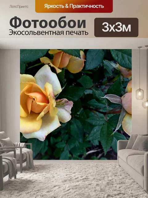 Фотообои Кремовая роза