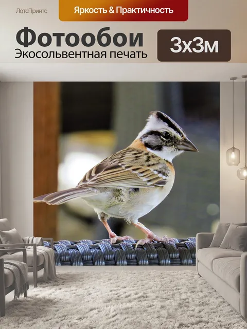 Фотообои Птица
