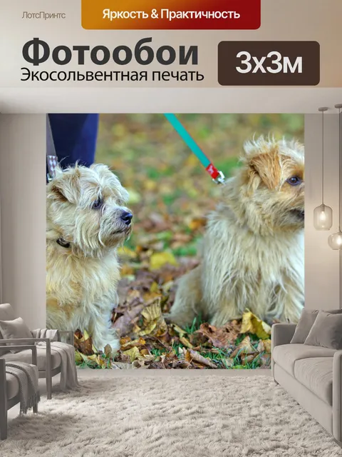 Фотообои Норфолк терьер собаки