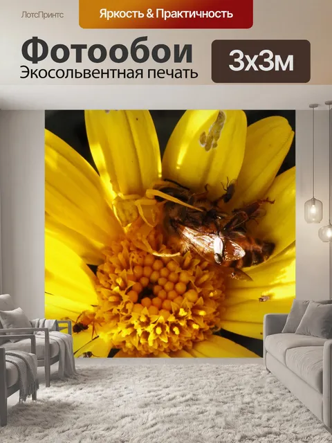 Фотообои пчела поймана желтым пауком