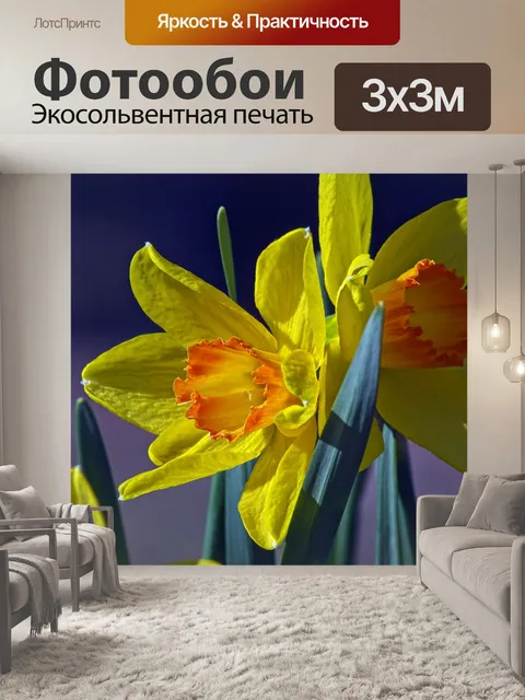 Фотообои Оранжевый и желтый нарцисс