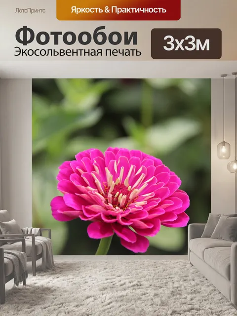 Фотообои Цинния