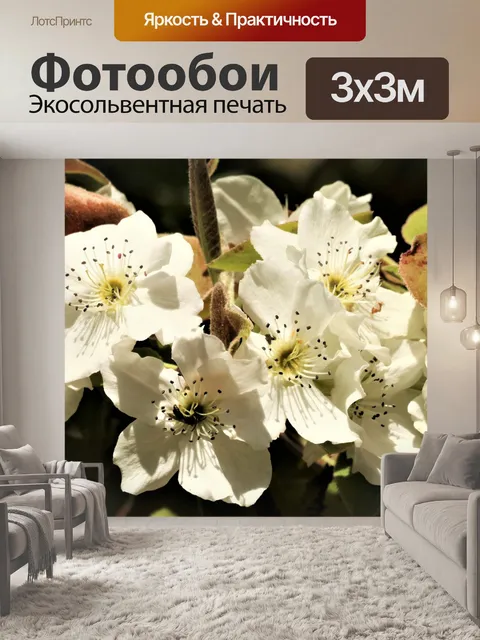 Фотообои Груша цветет крупным планом