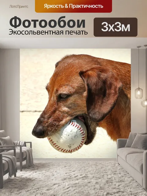 Фотообои Такса с мячом крупным планом