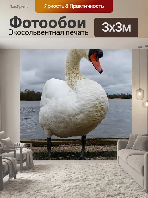 Фотообои Лебедь