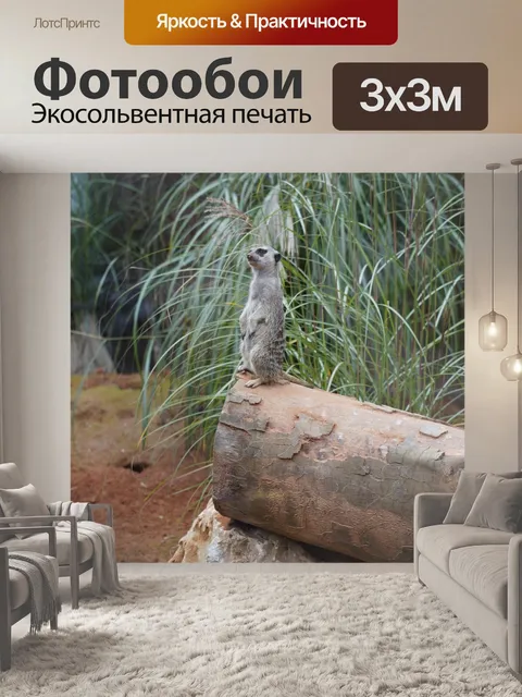 Фотообои Сурикат