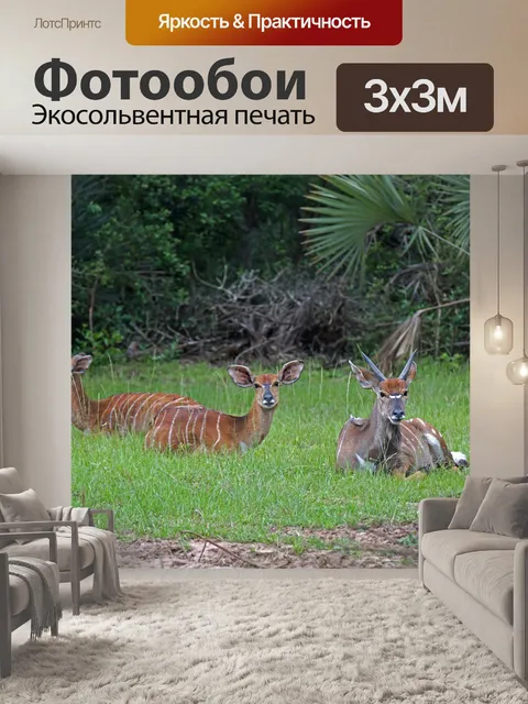 Фотообои Импала