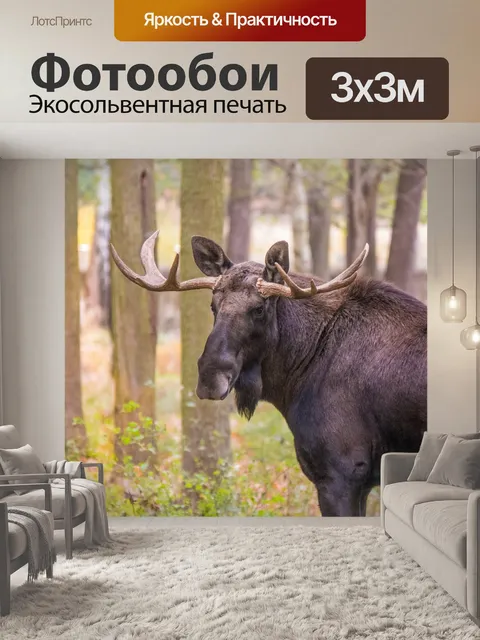 Фотообои Лось