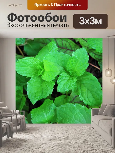 Фотообои Зеленый мяты в горшочке