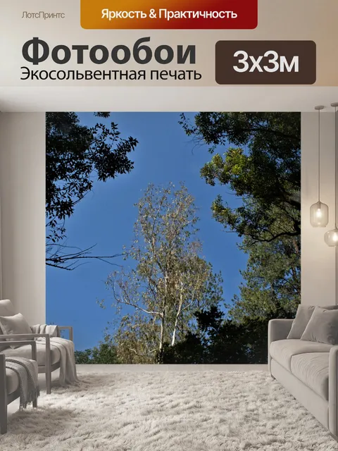 Фотообои верхушки деревьев, обрамляющие высокое д
