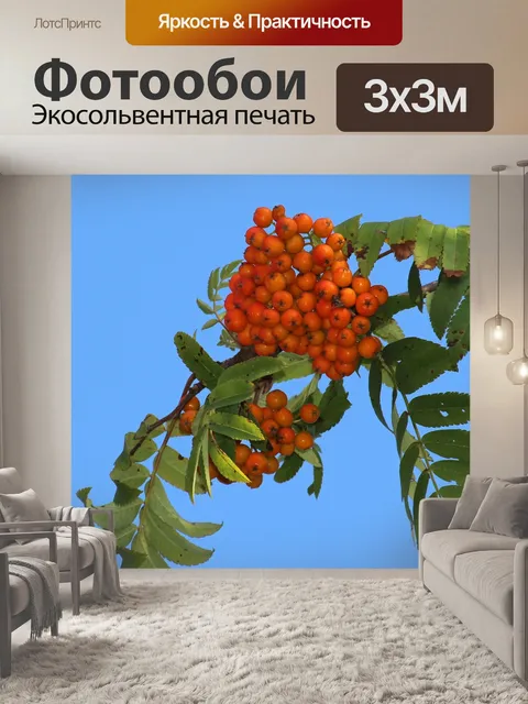 Фотообои Рябина