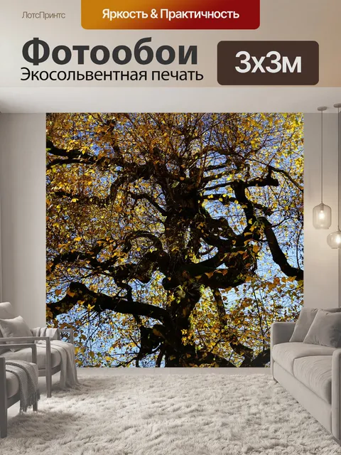 Фотообои Береза