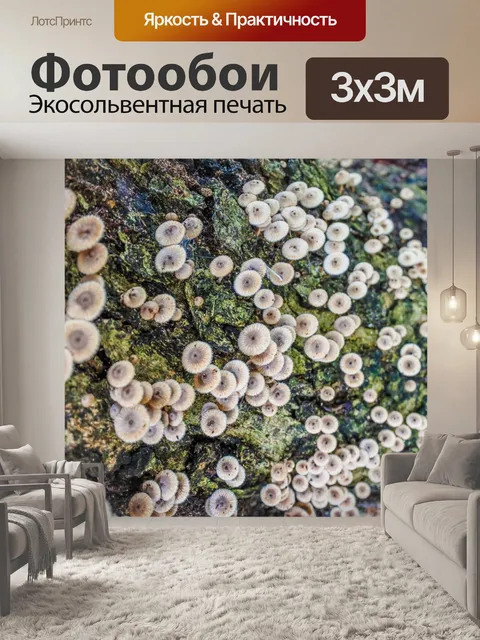 Фотообои Лесные грибы