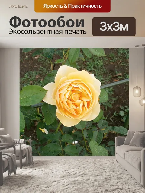 Фотообои Роуз