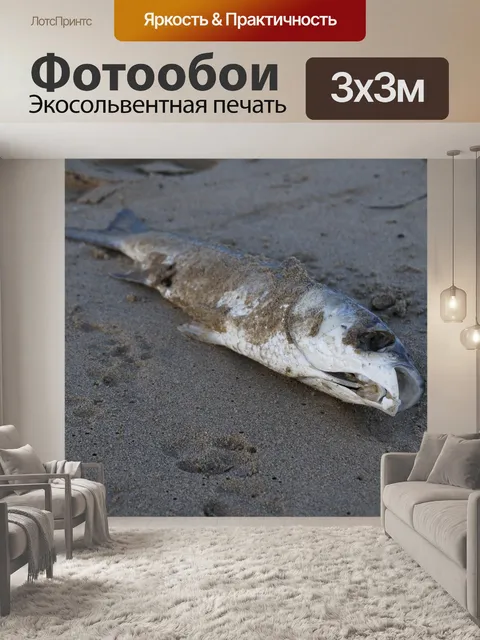 Фотообои Рыба