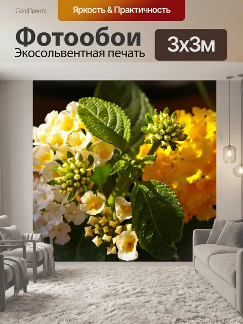 Фотообои Кабриолет роза
