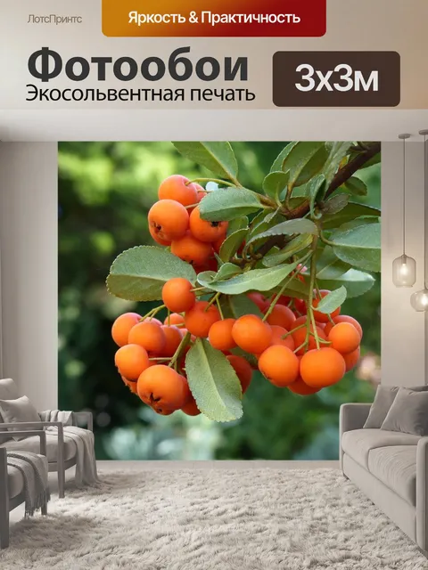 Фотообои Рябина