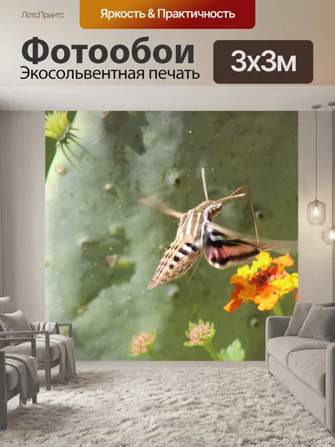 Фотообои Мохнатая моль с размытыми крыльями