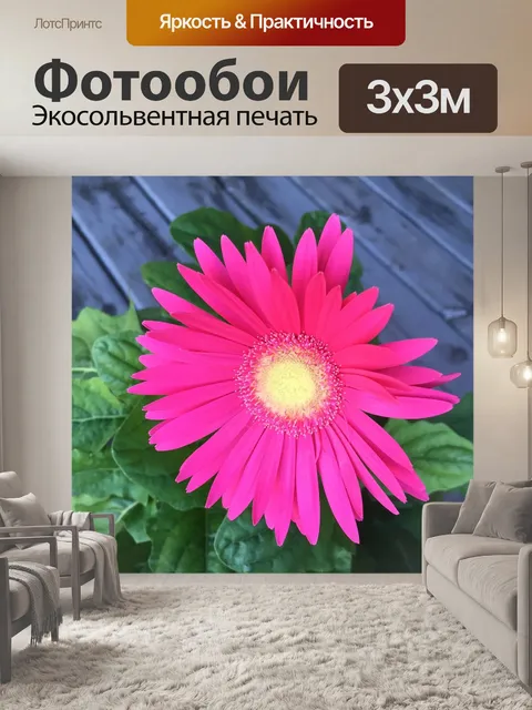 Фотообои Розовый гербер ромашки