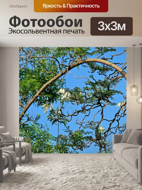 Фотообои белый джакаранда цветения