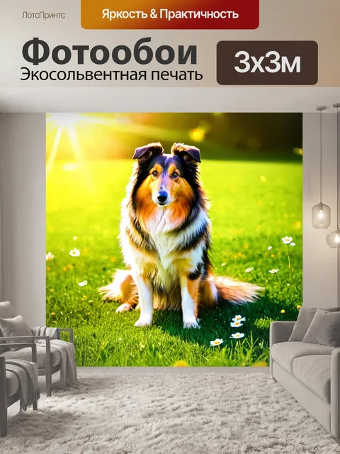 Фотообои колли, сидящий на лужайке под ярким солнечным светом, его шерсть сверкает, как драгоценный камень
