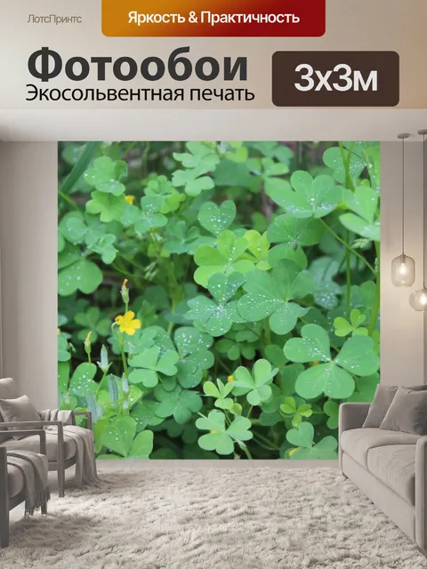 Фотообои Клеверный патч после утреннего дождя